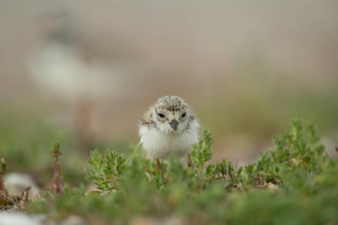 Ringed plover (Charadrius hiaticula) juvenile baby wader bird amongst vegetation on a beach in