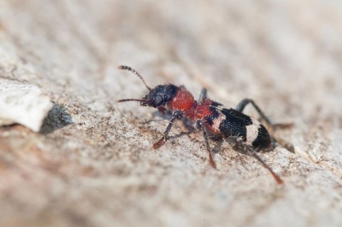 Ant beetle, checkered ant beetle, thanasimus formicarius, beetle, coleoptera, insects, beetles