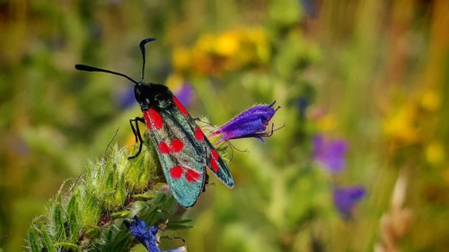 Close-up: a six-spot burnet (Zygaena filipendulae) with red spots perched on a flower in the heart