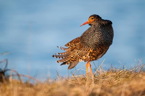 Calidris Pugnax, Fighter Runner, Norway, Philomachus Pugnax, Ruff, Varanger, Birds,