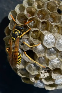 Brighter-colored paper wasp, French field wasp, gallic field wasp, house field wasp, hymenoptera,