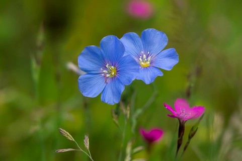 Asian flax, Austrian flax, flax, linaceae, Linum Austriacum, flora, plants, plants, Austrian flax,