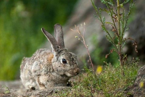 European rabbit, hare-like, rabbit, oryctolagus cuniculus, wild rabbit, Extremadura, mammals,