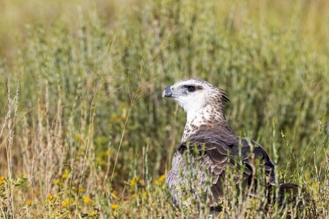 Martial Eagle (Polemaetus bellicosus). Immature. Kalahari Desert, Kgalagadi Transfrontier Park,