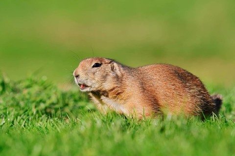 Black-tailed prairie dog (Cynomys ludovicianus) sitting in a meadow, North America