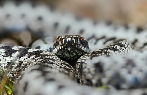European adder, European viper, venomous snake, vipera berus, critters, poisonous reptiles, male,