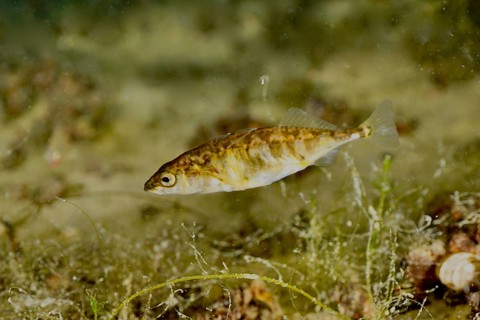 A three-spined stickleback (Gasterosteus aculeatus), an invasive species, swimming through clear