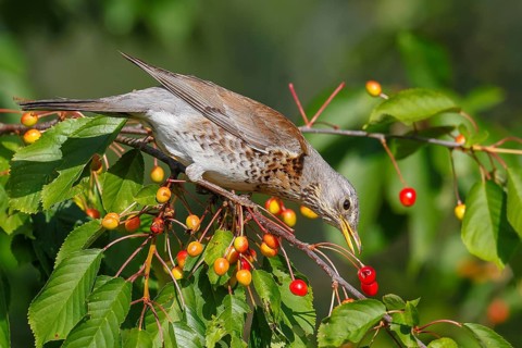 Common fieldfare (Turdus pilaris), an adult bird eating cherries, Altmühlsee, Altmühltal,