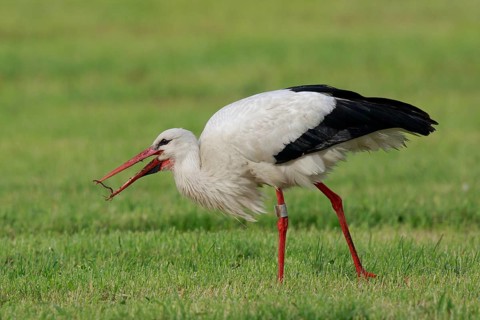 White Stork (Ciconia ciconia) eating earthworm, North Rhine-Westphalia, Germany