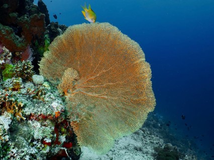 A large, orange giant fan coral (Annella mollis) with a yellow fish nearby in deep water, at the