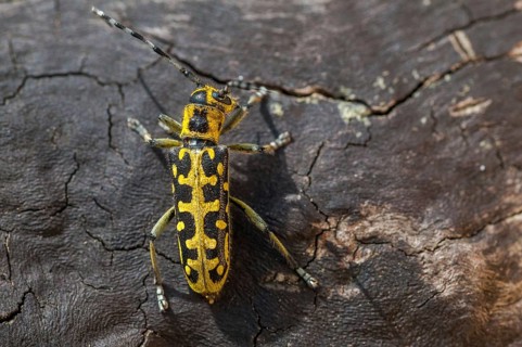 Ladder-marked Longhorn Beetle, Ladderbuck, Saperda Scalaris, Beetle, Longhorn Beetle, Coleoptera,