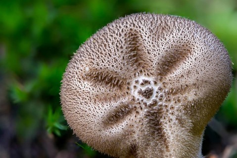 Brown bovist, brown dust bovist, brownish dust, bottle bovist, lycoperdone umbrinum, dust, fungi,