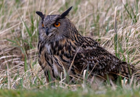 Bubo Bubo, Eagle Owl, Eagle Owl, Birds, Owls, Strigiformes, Birds