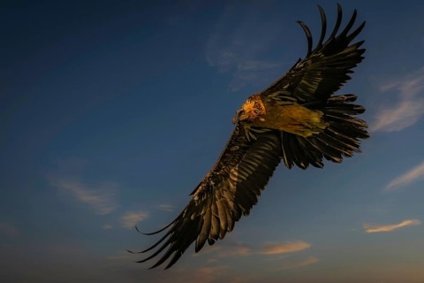 Bearded vulture (Gypaetus barbatus) in flight during the blue hour, Pyrenees, Spain