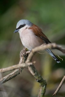 Lanius Collurio, red-backed shrike, redback shrike, birds, high size, portrait format, male,