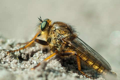 Brandenburg, Germany, golden predatory fly, Machimus chrysitis, national natural heritage, natural