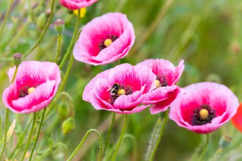 Flower, plant, blossom, flowering poppy (Papaver), poppy, corn poppy, rose, red, red poppy