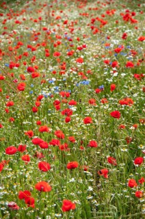Flanders poppy, corn poppy, poppy, poppy, poppy, papaver rhoeas, papaveraceae, field strips, field