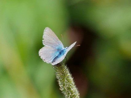 A blue butterfly, the common blue (Polyommatus icarus), is perched on the tip of a green plant,