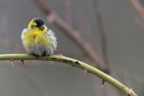 Carduelis spinus, siskin, spinus spinus, siskin, birds, male, passeri, songbirds, birds