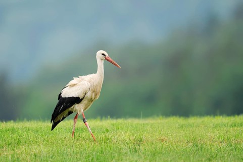 White stork (Ciconia ciconia) in a meadow, Baden-Württemberg, Germany