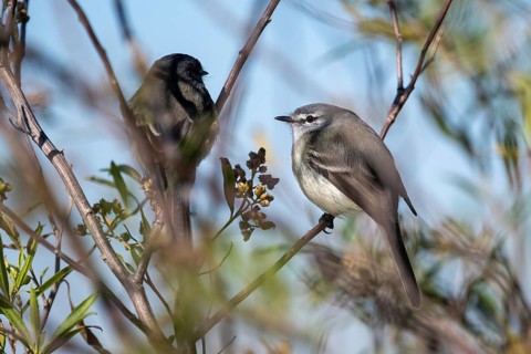 Two White-crested Flycatchers (Serpophaga subcristata), a tiny bird from the flycatcher family