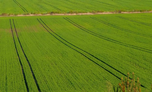Agriculture, industrial agriculture, intensive agriculture, landscape, agriculture