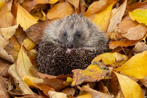 European hedgehog (Erinaceus europaeus) adult animal resting on autumn colour leaves in a garden,