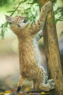 Eurasian lynx (Lynx lynx) youngster (cub) climbing up a tree in a forest, Bavaria, Germany
