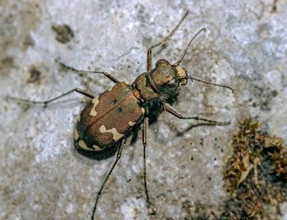Mountain sandground beetle, cicindela silvicola, cicindela sylvicola, mountain tiger beetle,