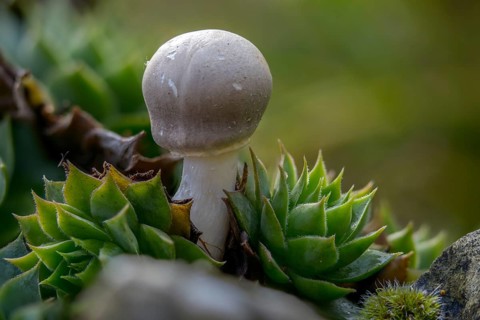 Mushroom Umbrella, Common Egerling Umbrella, Leucoagaricus leucothites, Pink-leaved Egerling