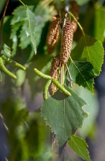 Betula pendula, Betulaceä, birch, Brandenburg, Germany, European white birch, Hängebirke, Nabu,