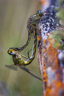 Gomphus pulchellus, western clubtail, western wedge, anisoptera, couple, damselflies, dragonflies,