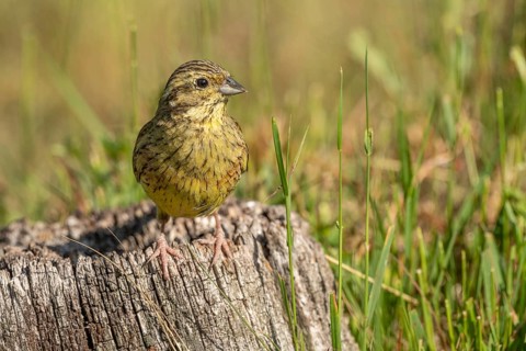 Yellowhammer Yellow Bunting (Emberiza citrinella) sits on a pile of wood. Green grass surrounds it.
