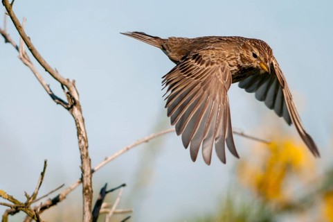 Brandenburg, corn bunting, Emberiza Calandra, Germany, gray bunting, miliaria calandra, Nabu,