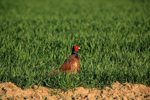A solitary pheasant in tall grass, focused on its surroundings in a natural scene, a pheasant