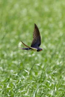 A bird in full flight over soft grass, a barn swallow (Hirundo rustica) in flight over a green