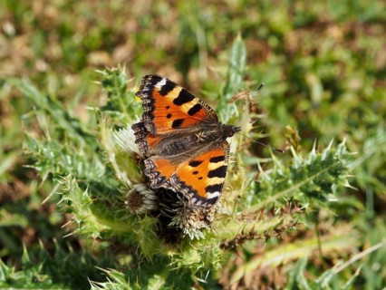 A butterfly with orange wings, the Small tortoiseshell (Aglais urticae), on a flowering thistle,
