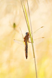 Scarlet Dragonfly (Crocothemis erythraea), female in front of the web of a wasp spider (Argiope