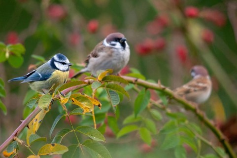Blue tit, tree sparrow, dog rose, parus caeruleus, passer montanus, pink canina, rosaceae, rose