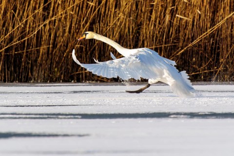 Mute swan (Cygnus olor), wildlife, Germany, A swan glides down to land on a snow-covered patch in