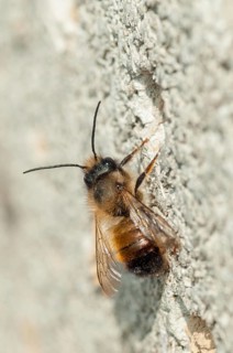 Apidae, bees, hymenoptera, osmia bicornis, osmia rufa, red mason bee, red mason bee, high size,