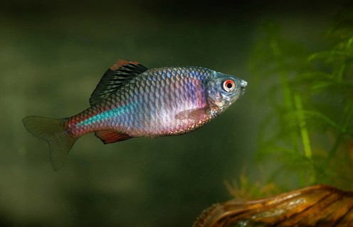 Bitterling, Rhodeus Amarus, Rhodeus Sericeus Amarus, Pisces, Fishes, Pisces