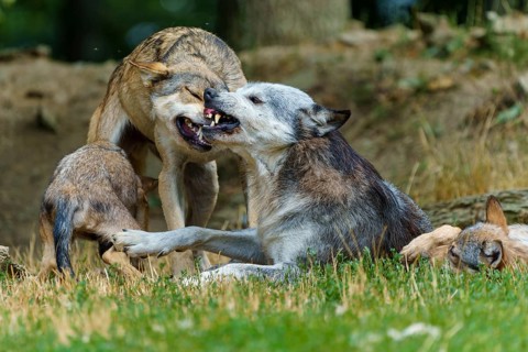 Timberwolf, wolf, American wolf (Canis lupus lycaon), Germany: A wolf displays dominant behaviour