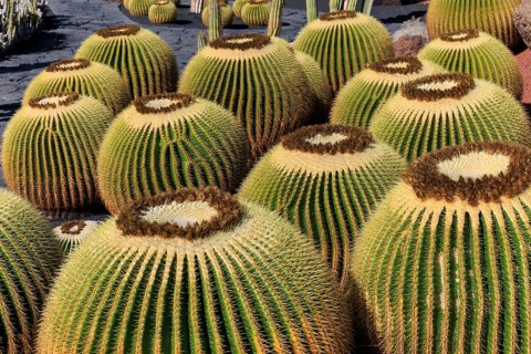 Lanzarote, Canary Islands, Spain, Europe, Cesar Manrique Jardin de Cactus near Guatiza, several