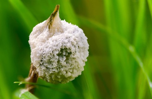 Didymium mucilago, didymium spongiosum, dog sick slime mould, grubby cushion, mucilago crustacea,