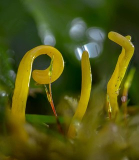 Clavulinopsis helvola, yellow moss leg, golden yellow meadow leg, golden yellow meadow coral,