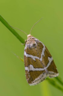 Deltote Bankiana, silver owl, silver-striped grass moth owl, high size, portrait format, insects,