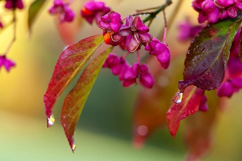 Celastraceae, Euonymus europaea, European Spindle, Common Spindle, Common Spindle, Common Spindle,
