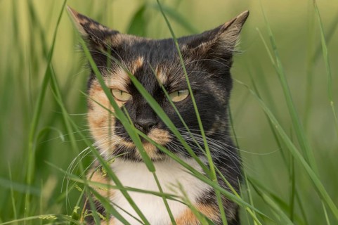 A black, ginger-colored cat stands among tall grasses. He looks around carefully. It is a wonderful